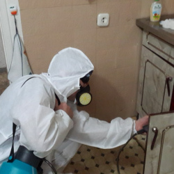 Дезинфекция от муравьев в квартире в Перхушково